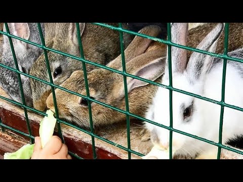 Видео: Экопарк  отель Ареал/Подмосковье 2021/ все включено