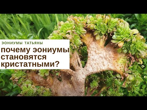 Видео: Почему эониумы становятся кристатными // Why aeoniums turn crested