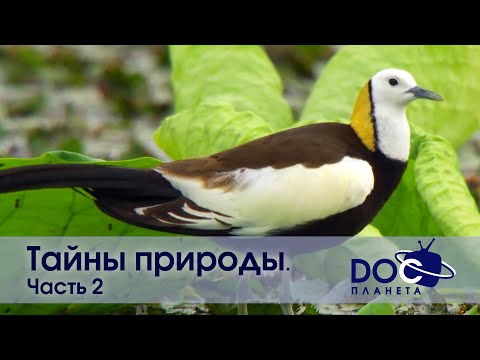 Видео: Тайны природы. Часть 2 - Документальный фильм