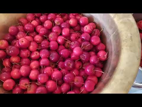 Видео: Райські яблука вийшли цілі . Нарешті!