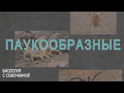 Видео: Паукообразные