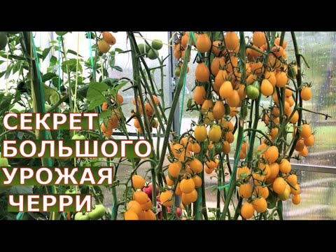 Видео: Как вырастить томаты черри? Сажать по два в лунку? Как формировать, как пасынковать помидоры черри?
