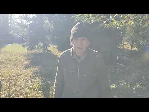 Видео: Рынок голубей г.Костанай, РК 28.09.2025 г.