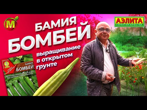 Видео: БАМИЯ: редкое овощное растение. Выращивание в открытом грунте.