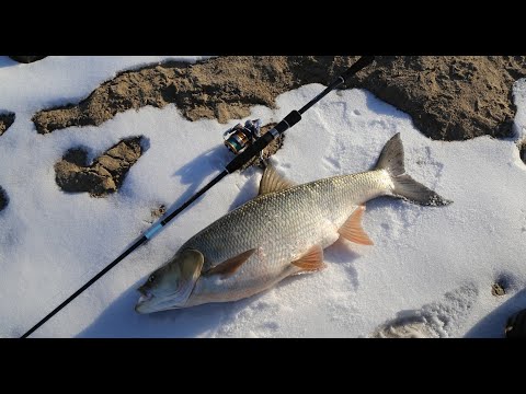 Видео: Стая весеннего КРУПНОГО жереха встала на ПЕРЕКАТЕ