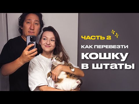Видео: Как перевезти кошку в США - часть 2
