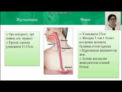 Видео: 9-сынып. Биология пәні. Асқорыту үдерісі және ферменттердің рөлі