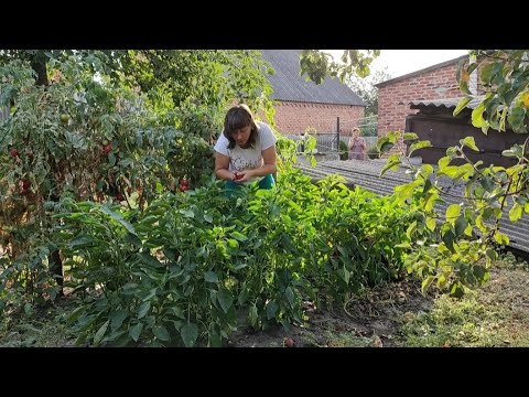 Видео: ОСіННі ВРОЖАЇ ВРАЖАЮТЬ!