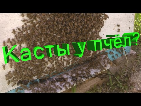 Видео: Профессор Кашковский про касты у пчёл