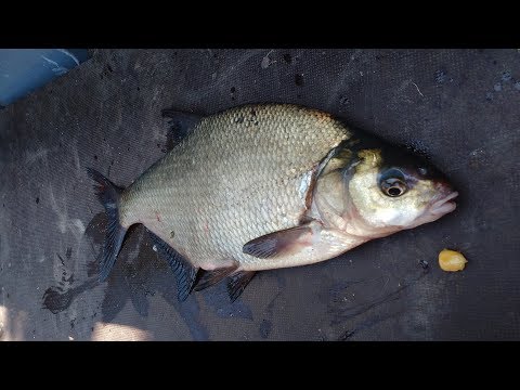 Видео: КиЛОГРАММОВЫЙ ЛЕЩ с КАРЬЕРА