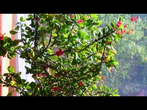 Видео: Заводить ли цветок молочай Миля. Красивое и опасное растение. Два правила ухода