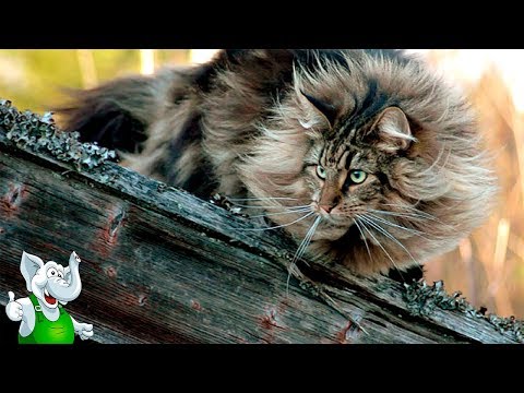 Видео: 10 САМЫХ УМНЫХ ПОРОД КОШЕК