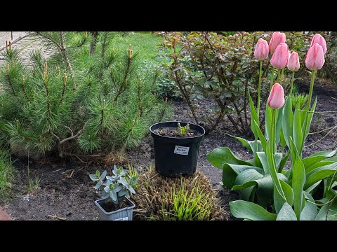 Видео: розы ЗИМНЕЙ ПРИВИВКИ 🥀очитки ☘️дербенники🌿