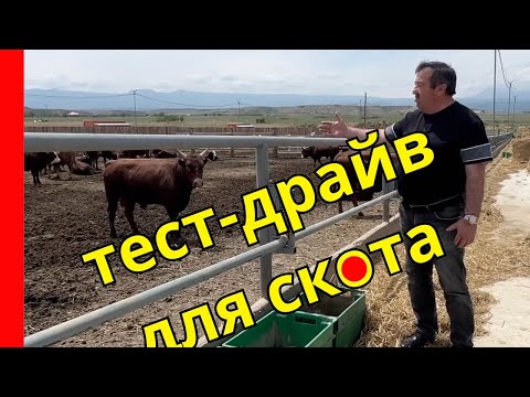 Видео: Тайны успешного тестирования на КРС