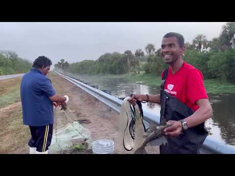 Видео: рыбалка в Иммокали, Эверглейдс, Флорида