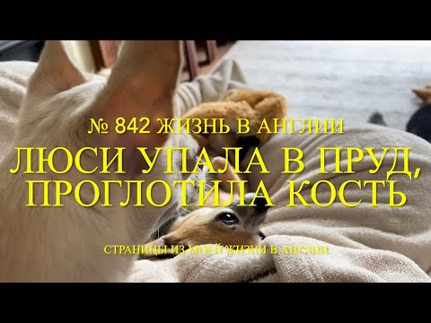 Видео: Люси упала в пруд. Проглотила кость. Рассказываю новости. № 842 Жизнь в Англии