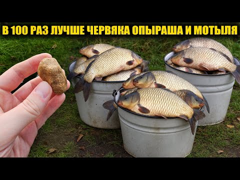 Видео: Рыба клюёт на каждом забросе! Лучше мотыля червя и опарыша. Супер рыболовная насадка для рыбалки