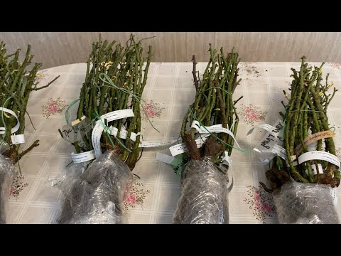 Видео: Розы. 🌹🌹🌹Моя первая посылка из питомника Розы Вдохновения🌹🌹🌹