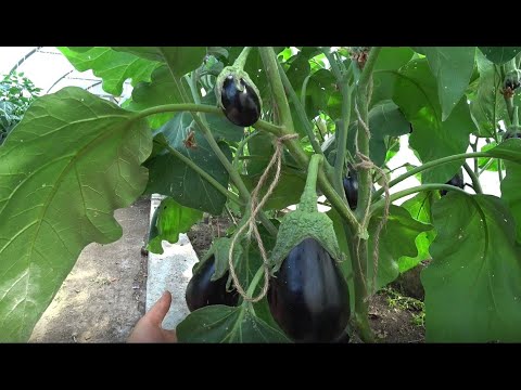 Видео: Обзор сортов баклажанов