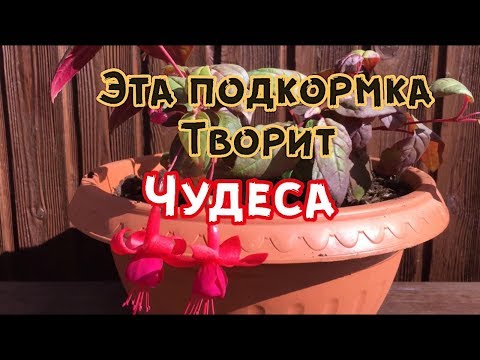 Видео: 🌺ЭТА ПОДКОРМКА ТВОРИТ ЧУДЕСА!Пересадка ФУКСИИ.🌸