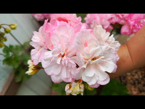 Видео: Пеларгонии в саду