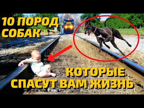 Видео: Лучшие Сторожевые Породы Собак | Лучшие Собаки для Охраны | Собаки для Охраны Дома