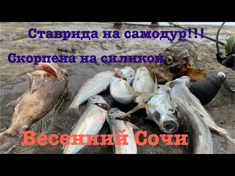 Видео: Ставка на ставриду, микроджик в Сочи. Рыбалка на море #fishing #sochi #рыбалка #сочи #микроджиг