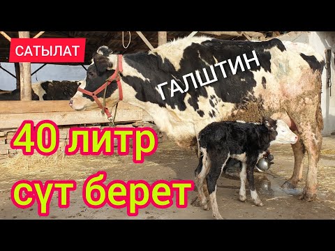 Видео: Бойлуу, Бооз ГАЛШТИН уйлары келген  |  Биринчиси ТУУДУ