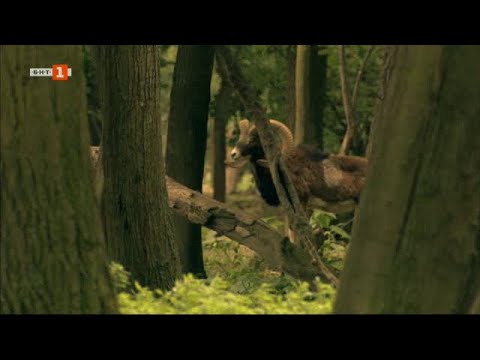 Видео: Царски лов в Кричим - "Туризъм.БГ", 01.06.2024