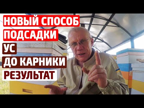 Видео: Подсадка матки НОВЫЙ Способ. РЕЗУЛЬТАТ. Рекомендую.