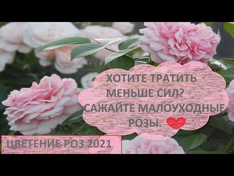 Видео: КАКИЕ РОЗЫ ТРЕБУЮТ МЕНЬШЕГО УХОДА?ИДУ ПО САДУ,ТРУДНОСТИ УХОДА.