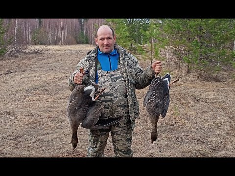 Видео: Охота на гуся! Трудовая! Но норму закрыл! Открытие весенней охоты 2023/ #goosehunting