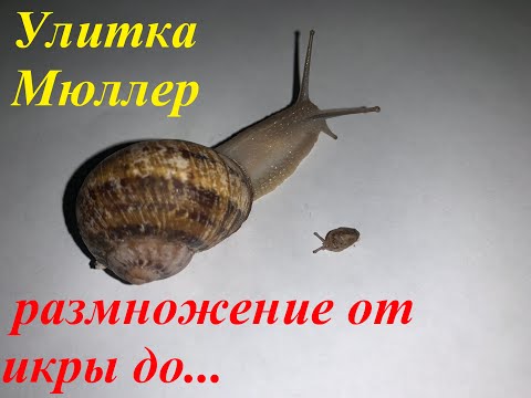 Видео: Улитка Мюллер, размножение, от икры до улитят