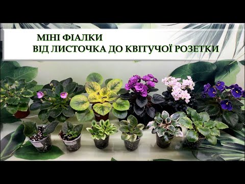 Видео: МІНІ ФІАЛКИ. ВІД ЛИСТА ДО КВІТУЧОЇ РОЗЕТКИ