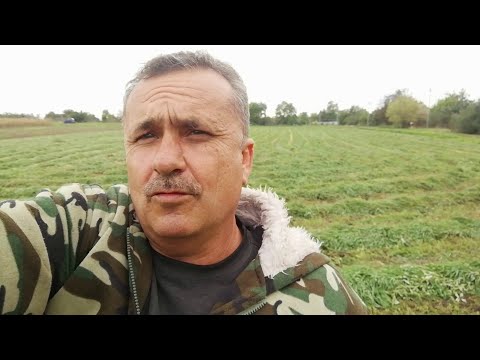 Видео: ОЗИМЫЙ ЯЧМЕНЬ КОШУ НА СЕНО. Снова сенозаготовка.