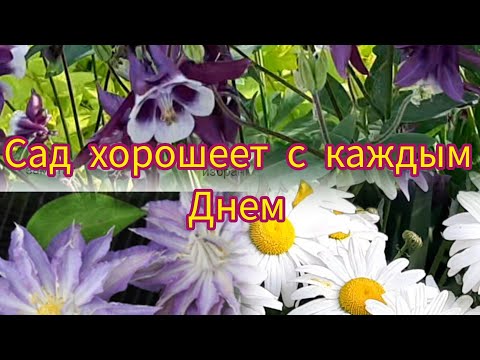 Видео: Сад хорошеет с каждым днем!!!!  как розы  отходят от морозов