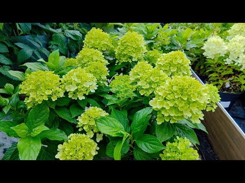 Видео: Гортензии серии ПАН, обзор сортов🌸28.07.2024