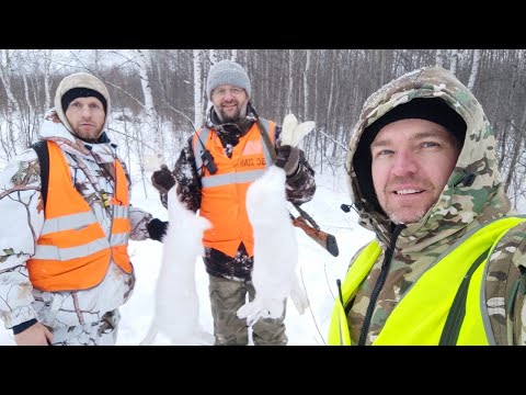 Видео: ОХОТА на ЗАЙЦА  ДОБЫЛИ ТРЕХ ЗАЙЦЕВ ФИНСКАЯ ГОНЧАЯ РАБОТАЛА
