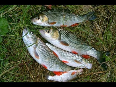 Видео: Много головля на реке ингулец