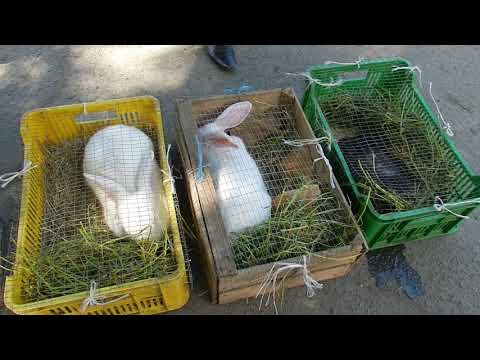 Видео: Выставка ярмарок г.Вознесенск 19.05.2018