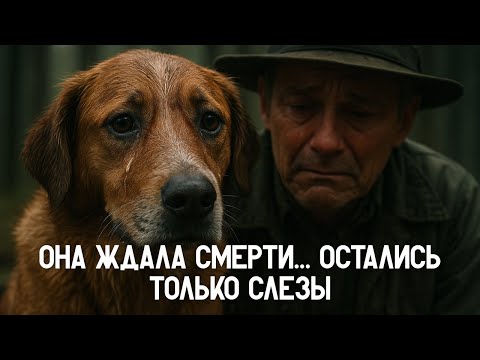 Видео: Собака умирала в яме, пока этот человек не услышал её крик... Тайга это запомнил