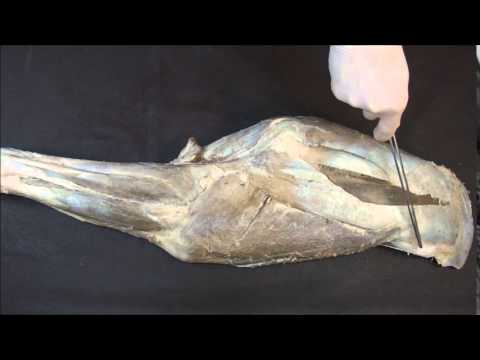 Видео: мышцы плечевого и локтевого суставов лошади