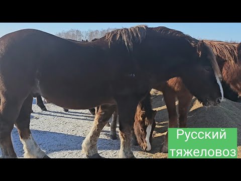 Видео: Табунное коневодство.|Лошади в феврале. |Перекличка.