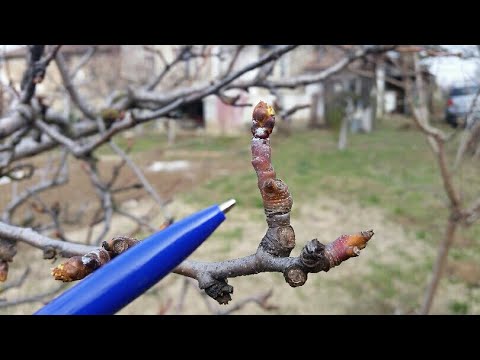 Видео: Плодни клончета и плодни пъпки Овощни дръвчета