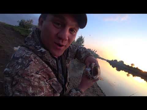Видео: Рыбалка на судака на реке Томь