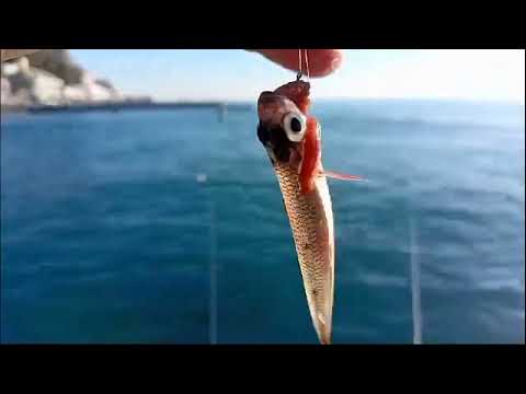 Видео: Ловля саргана в Сочи на поплавок. Рыбалка в Сочи с берега