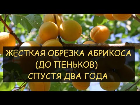 Видео: ✅ Часть 2 Что стало с деревом Абрикос через 2 года после Жёсткой обрезки до пеньков. Pruning apricot