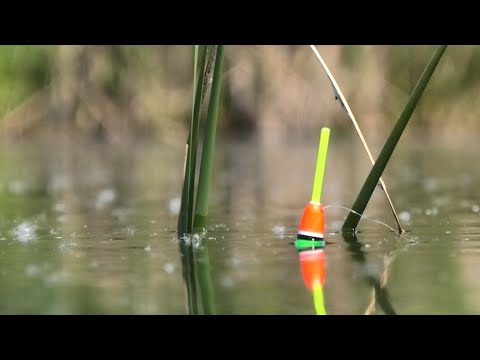 Видео: Оце так ЛАПТІ! Дике ОЗЕРО РОЗДАЄ ВЕЛИТНІВ!