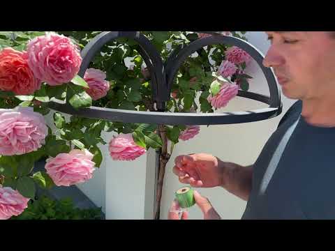 Видео: Спасение Штамбовой Розы с Помощью Прививки Почек