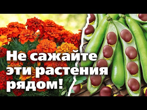 Видео: СОВМЕСТИМОСТЬ РАСТЕНИЙ.  Хорошие и плохие соседи